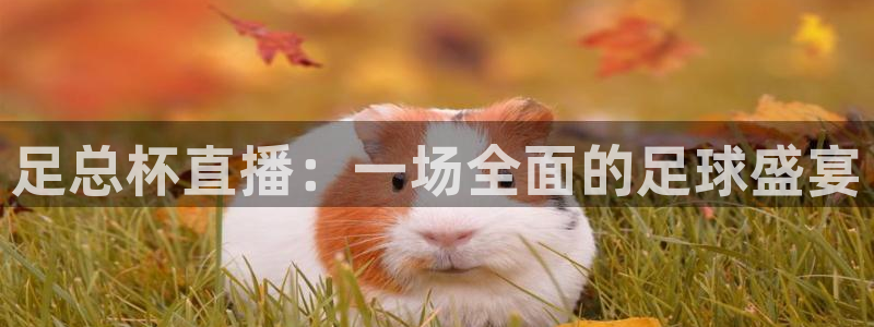 山猫免费体育赛事在线观看：足总杯直播：一场全面的足球盛宴